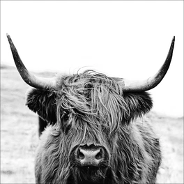 Glasbild »Scott.Highland Cattle ll«, mehrfarbig, Digitaldruck