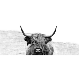 Glasbild »Scott.Highland Cattle ll«, mehrfarbig, Digitaldruck