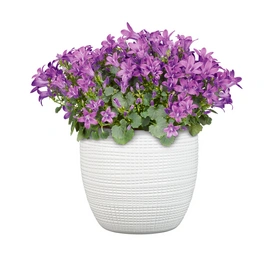 Glockenblume Campanula portenschlagiana »Get Mee«, blau