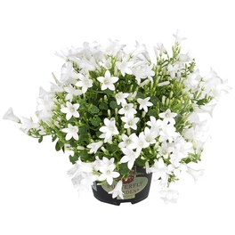 Glockenblume, Campanula portenschlagiana »Royal White«, Blüte: weiß