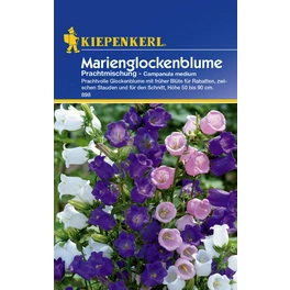 Glockenblume »Prachtmischung«, ca. 50 Pflanzen