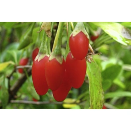 Goji-Beere, Lycium barbarum »Sweet Lifeberry®«, Frucht: orange-rot, zum Verzehr geeignet