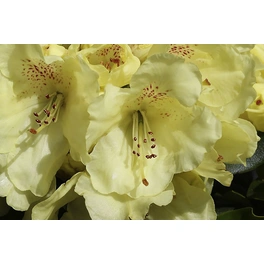 Großblumige Alpenrose, Rhododendron hybrida »Bellini «, hellgelb, Höhe: 30 - 40 cm