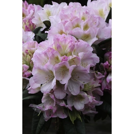 Großblumige Alpenrose, Rhododendron hybrida »Brigitte«, weiß/rosa, Höhe: 30 - 40 cm