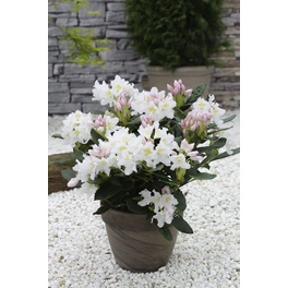 Großblumige Alpenrose, Rhododendron hybrida »Cunningham's White«, weiß, Höhe: 30 - 40 cm