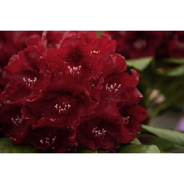 Großblumige Alpenrose, Rhododendron hybrida »Karl Naue«, rot, Höhe: 30 - 40 cm
