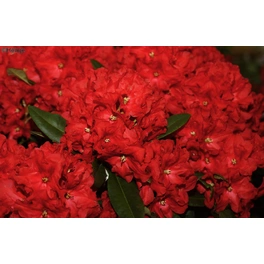 Großblumige Alpenrose, Rhododendron hybrida »Rabatz®«, rot, Höhe: 30 - 40 cm