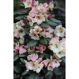 Großblumige Alpenrose, Rhododendron hybrida »Viscy «, apricot, Höhe: 30 - 40 cm
