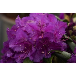 Großblumige Alpenrose, Rhododendron yakushimanum »Bohlken's Lupinenberg Laguna®«, Blüte: lila