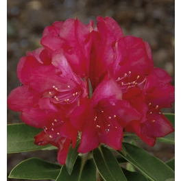 Großblumige Alpenrose, Rhododendron yakushimanum »Bohlken's Roter Stern®«, Blüte: rot
