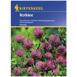 Gründüngung pratense Trifolium »Rotklee«