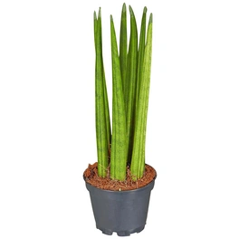 Grünpflanze »Bogenhanf Sansevieria hybrid 10 cm«