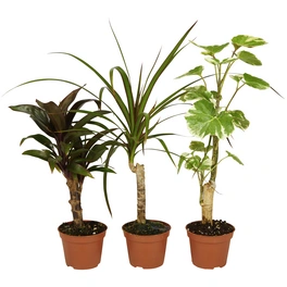 Grünpflanze »Grünpflanzen«, 10 cm