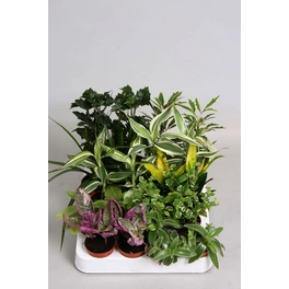 Grünpflanze »Grünpflanzen«, 10 cm