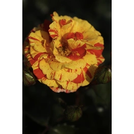 Handgemalte Edelrose, Rosa hybrida »Papagena«, max. Wuchshöhe: 90 cm