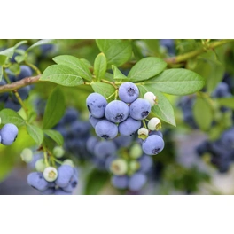 Heidelbeere, Vaccinium corymbosum »Bluecrop«, Frucht: blau, zum Verzehr geeignet