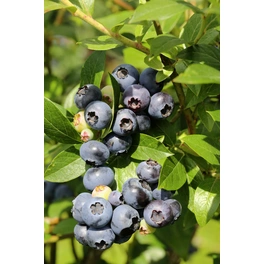 Heidelbeere, Vaccinium corymbosum »Bluegold«, Frucht: blau, zum Verzehr geeignet