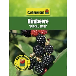 Himbeere, Rubus idaeus »Black Jewel«, Frucht: rot, zum Verzehr geeignet