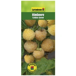Himbeere, Rubus idaeus »Golden Queen«, Frucht: gelb, zum Verzehr geeignet