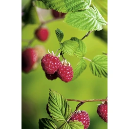 Himbeere, Rubus idaeus »TulaMagic«, Frucht: rot, zum Verzehr geeignet
