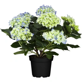 Hortensie, Hydrangea macrophylla »Curly Wurly«, Topf: 23 cm, Blüten: blau