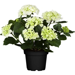 Hortensie, Hydrangea macrophylla »Curly Wurly«, Topf: 23 cm, Blüten: weiß