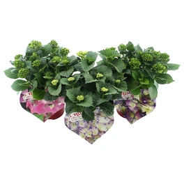 Hortensie, Hydrangea macrophylla »Lovely Collection«, Topf: 23 cm, Blüten: mehrfarbig