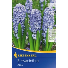 Hyacinthe »Aqua«, 3 Stück