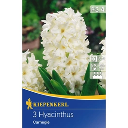 Hyacinthe »Carnegie«, 3 Stück