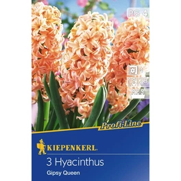 Hyacinthe »Gipsy Queen«, 3 Stück