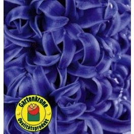 Hyazinthe, Hyacinthus orientalis, Blütenfarbe: blau
