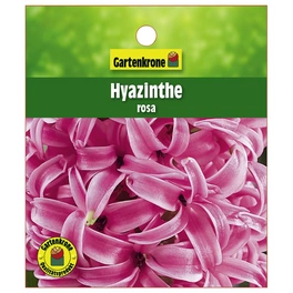 Hyazinthe, Hyacinthus orientalis, Blütenfarbe: rosa