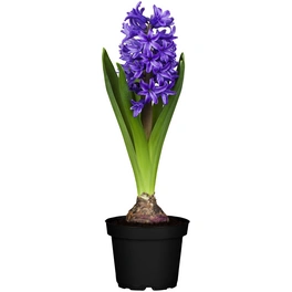 Hyazinthe, Hyacinthus orientalis, Blütenfarbe: violett