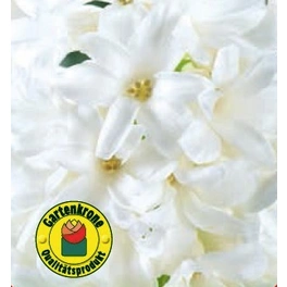 Hyazinthe, Hyacinthus orientalis, Blütenfarbe: weiß