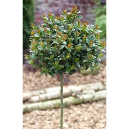 Ilex meserveae »Blue Maid«, Blätter: mehrfarbig, Blüten: creme