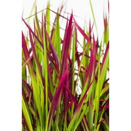 Indianergras, Imperata cylindrica »Red Baron«, Pflanzenhöhe: 40-50 cm, rot