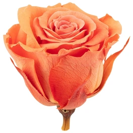 »Infinity-Bloom«, 12er-Pack konservierte Rosenköpfe, orange