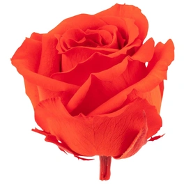 »Infinity-Bloom«, 12er-Pack konservierte Rosenköpfe, orange