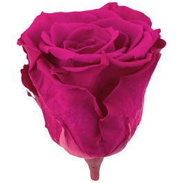 »Infinity-Bloom«, 6er-Pack konservierte Rosenköpfe, rosa