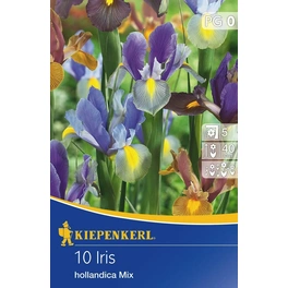 Iris »hollandica«, 10 Stück