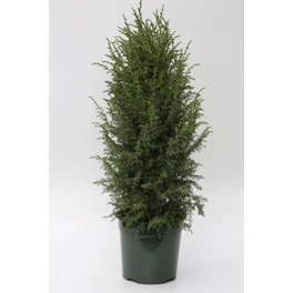 Irischer Säulenwacholder 'Hibernica', Juniperus communis, immergrün