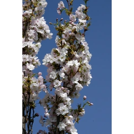 Jamapnische Säulenzierkirsche, Prunus serrulata »Amanogawa«, Blätter: grün, Blüten: hellrosa