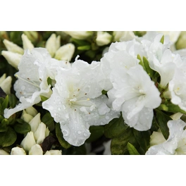 Japanische Azalee, Rhododendron obtusum »Feenkissen®«, weiß, Höhe: 20 - 30 cm