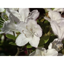 Japanische Azalee, Rhododendron obtusum »Inas Diamant®«, weiß, Höhe: 20 - 30 cm
