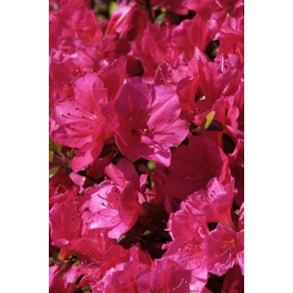 Japanische Azalee, Rhododendron obtusum »Kermesina«, rosarot, Höhe: 20 - 30 cm