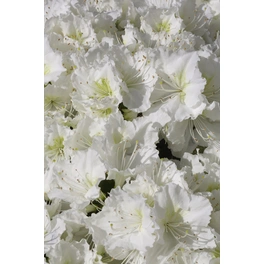 Japanische Azalee, Rhododendron obtusum »Maischnee®«, weiß, Höhe: 20 - 30 cm