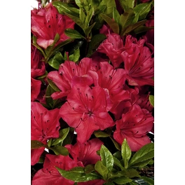Japanische Azalee, Rhododendron obtusum »Majas Rubin®«, rot, Höhe: 20 - 30 cm