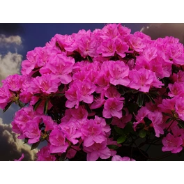 Japanische Azalee, Rhododendron obtusum »Pink for Help«, pink, Höhe: 15 - 30 cm