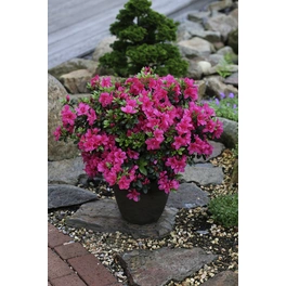 Japanische Azalee, Rhododendron obtusum »Purpurkissen«, purpurfarben, Höhe: 20 - 30 cm