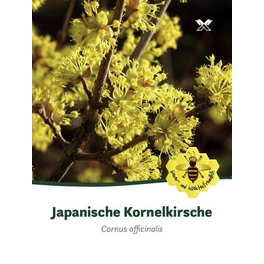 Japanische Kornelkirsche, Cornus officinalis, Blätter: grün, Blüten: hellgelb
